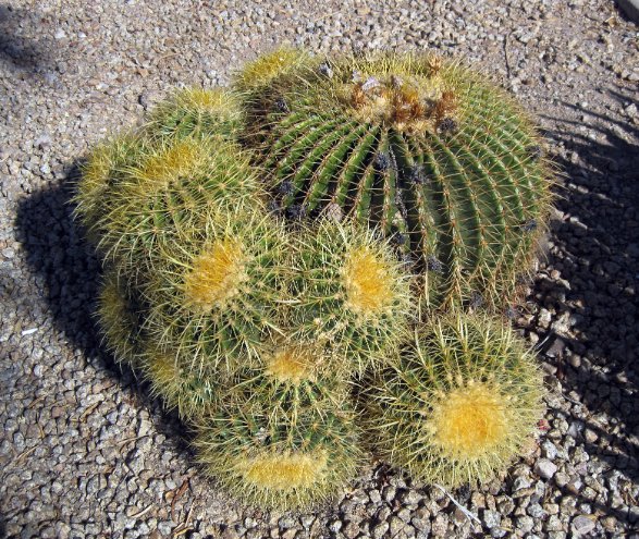 More Cacti